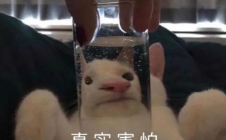 女生文案沙雕幽默，女生文案沙雕幽默句子