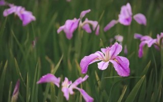 菖蒲花，菖蒲花图片